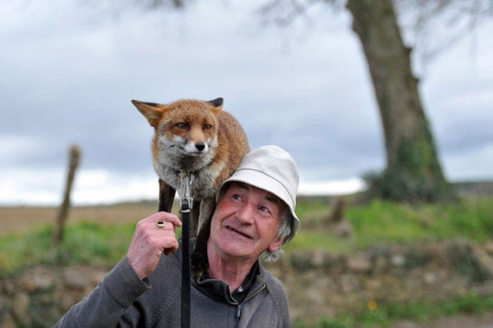 Мужчина спас двух лис, и теперь они влюблены в него (Фото)