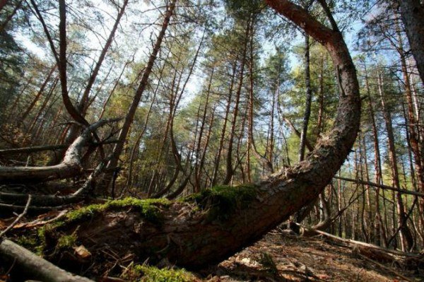 Пьяный лес в Рязанской области: Кто согнул деревья? (+Фото)