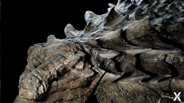 Уникальная находка ученых — мумия динозавра (+Фото)