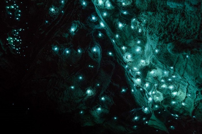 Вайтомо - пещеры светлячков в Новой Зеландии (+Фото)
