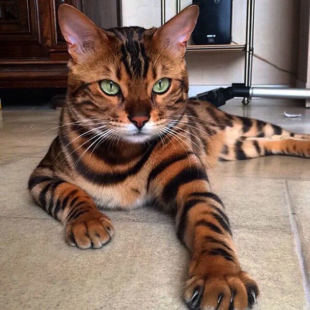 Бенгальский кот изумительной красоты! Только взгляните на его окрас! (Фото)