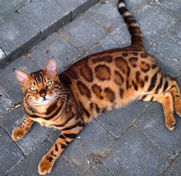 Бенгальский кот изумительной красоты! Только взгляните на его окрас! (Фото)