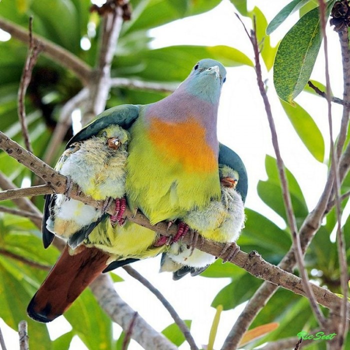 Мамы и их детки: путешествие по дикой природе (Фото)