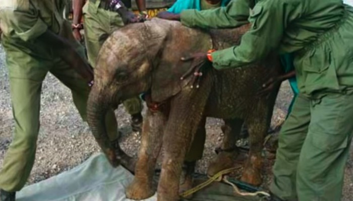 Слониха привела новорожденного слоненка к людям, которые спасли ей жизнь (+Фото)