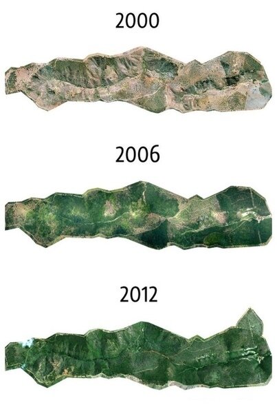 Как бразильский фотограф восстановил лес с 2,7 млн деревьев за 20 лет (+Фото)