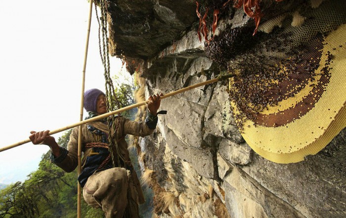 Как в Непале собирают мед (Видео)