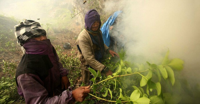 Как в Непале собирают мед (Видео)