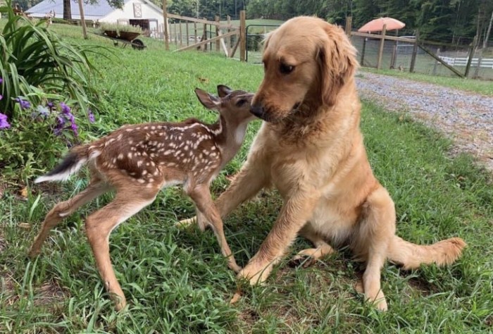 Чудесные примеры милой дружбы разных животных (Фото)