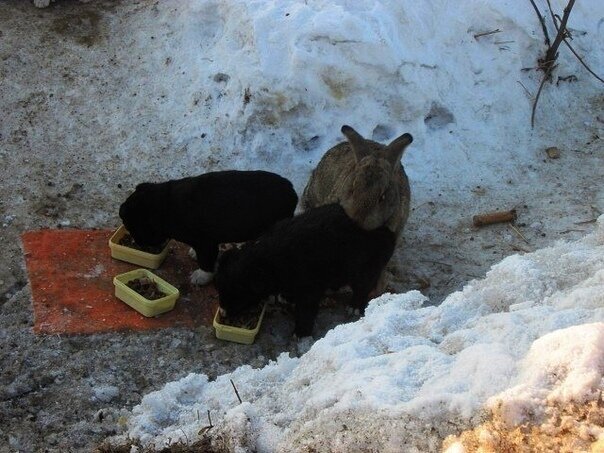 Кролик спас от голода и холода маленьких щенят (+Фото)