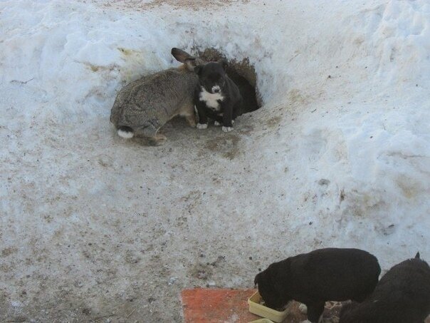 Кролик спас от голода и холода маленьких щенят (+Фото)