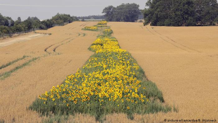 Немецкие фермеры посадили цветущую полосу - шесть раз вокруг Земли (+Фото)