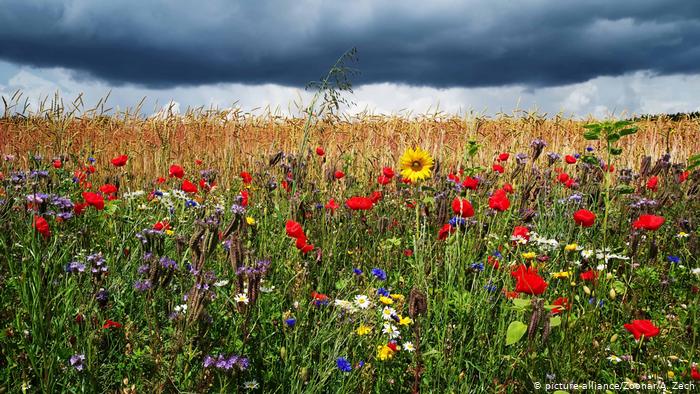 Немецкие фермеры посадили цветущую полосу - шесть раз вокруг Земли (+Фото)