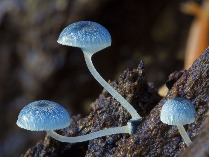 О чём думают грибы?