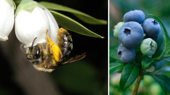 Albinele sălbatice elvețiene anti-îmbătrânire