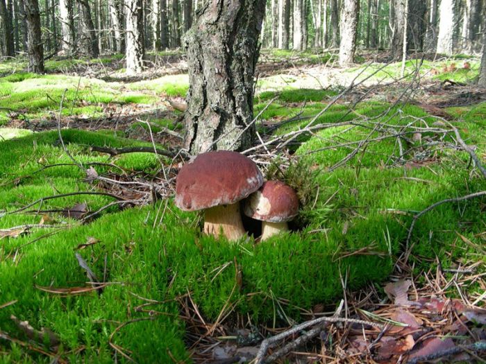 Какая польза грибов для деревьев