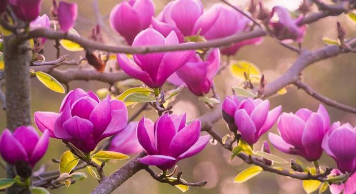 Ботанический сад в Кишиневе: любители природы могут полюбоваться магнолией и сакурой (+Видео)