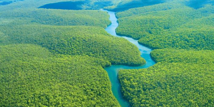 Восстановление лесов Амазонки (Видео)