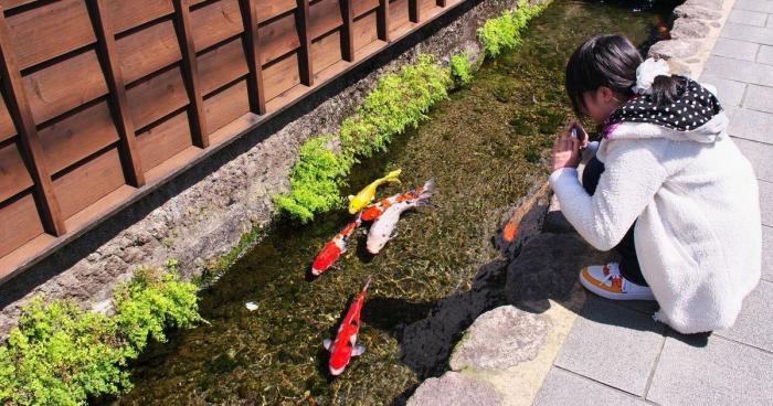 Удивительный город в Японии, где в водосточных каналах плавают прекрасные карпы кои (+Видео)