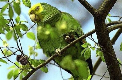 Амазонские попугаи в Германии (Видео)