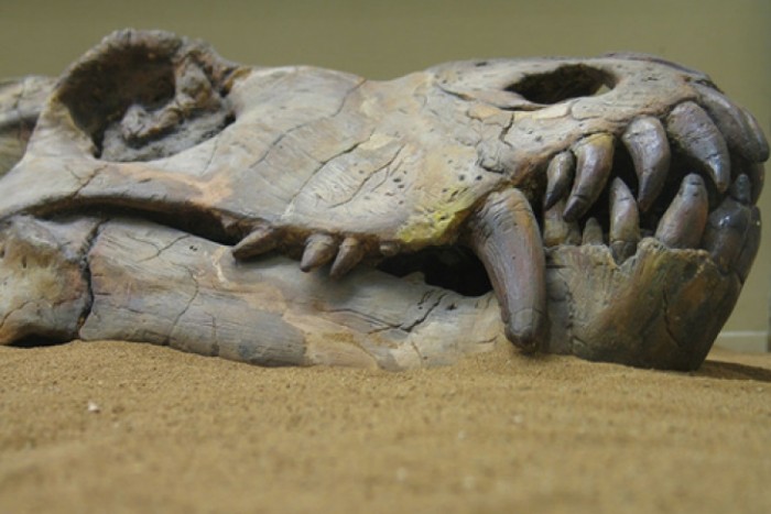 Гемоглобин на костях динозавры