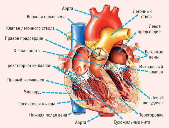 11 симптомов, указывающих на серьезные проблемы с сердцем!