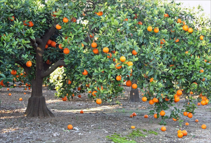 Райский сад на апельсиновых корках (+Видео)
