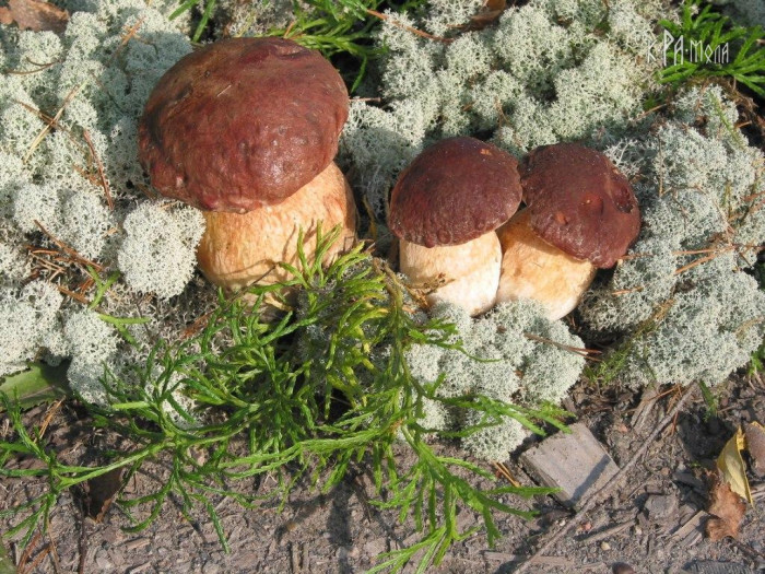 Как вырастить белые грибы на садовом участке видео thumbnail